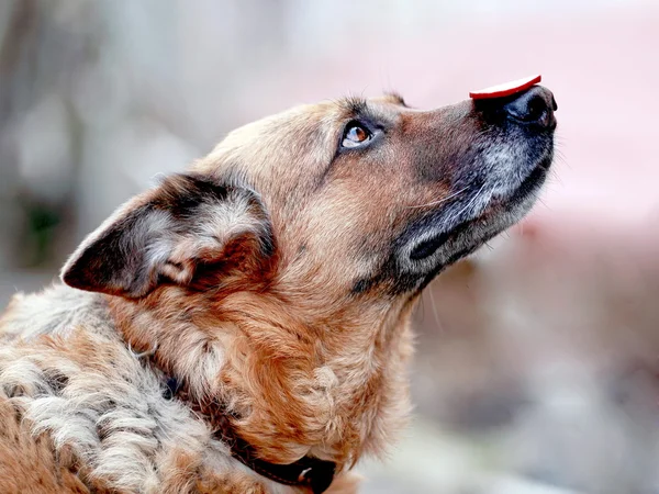 Собака с колбасой на носу — стоковое фото