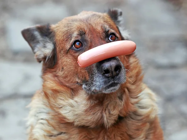 Burun sosis köpek