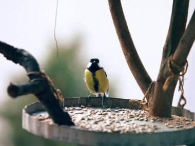 Great Tit Bird  Small Songbird Oil Painting