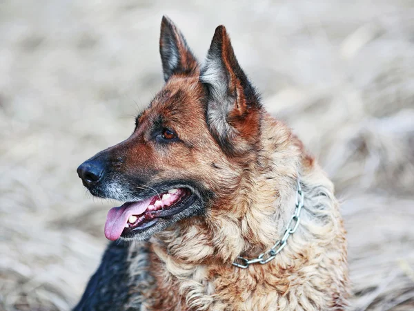 Παλιό σκυλί πορτραίτο του έναs Γερμανόs Shepherd — Φωτογραφία Αρχείου