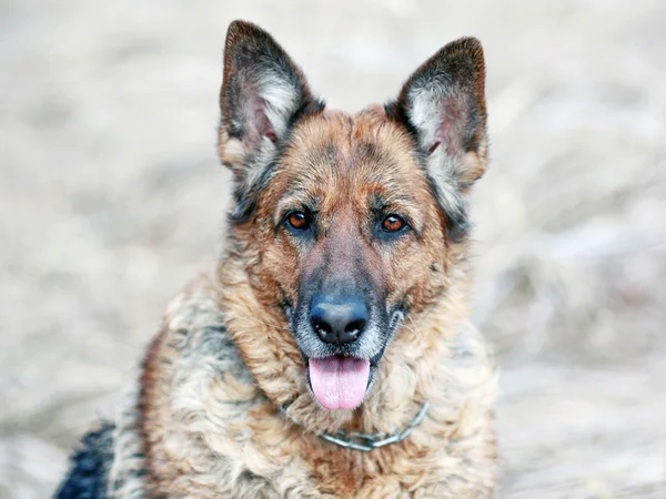 Retrato de cão velho de um pastor alemão — Fotografia de Stock