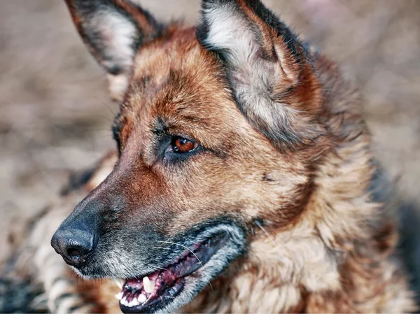 德国牧羊犬的老狗画像。 — 图库照片