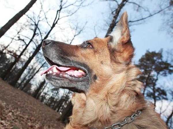 Stary pies portret Owczarek niemiecki — Zdjęcie stockowe