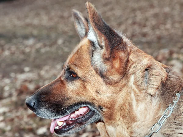 Old dog portrait of a German Shepherd — Stock Photo, Image