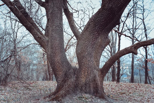 오래 된 오크 나무, 숲에서 오래 된 나무 — 스톡 사진