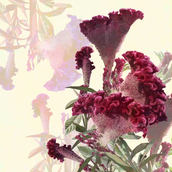 白地に花柄のデザイン花束アマランサス — ストック写真