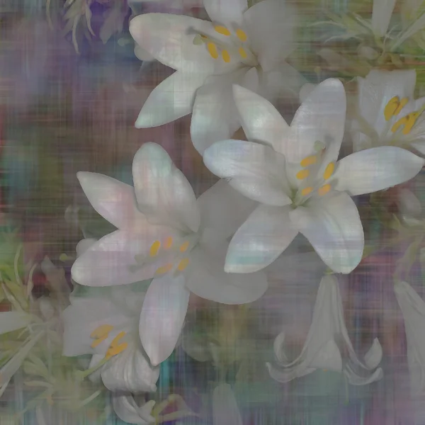 Shabby floral pattern background withe silhouettes  white lily — Stock Photo, Image