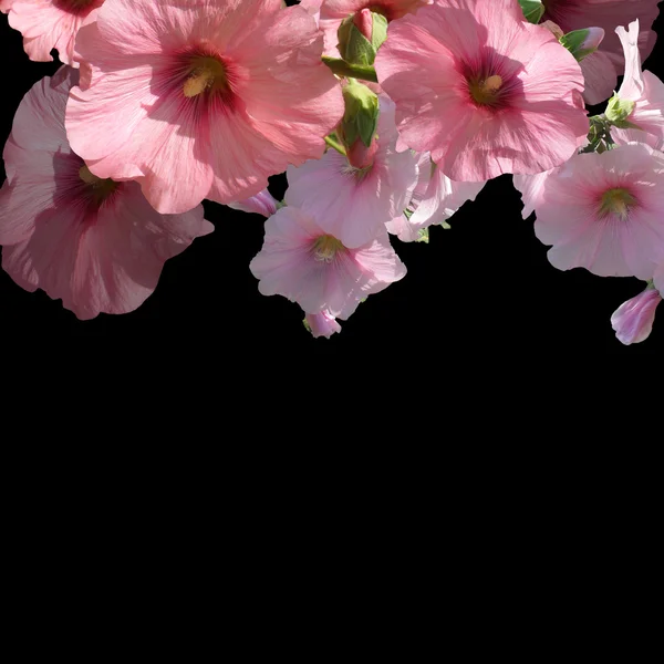 Csokor rózsaszín florals a fekete háttér — Stock Fotó