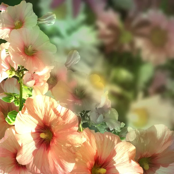 Pink flowers on green blurred background — Stock Photo, Image