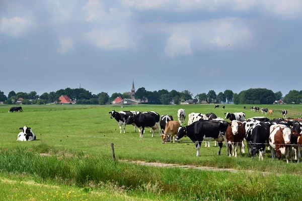Деревня с коровами — стоковое фото