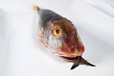 Bir Küvet Gurnard Balığı. Ağzında avıyla tabakta..