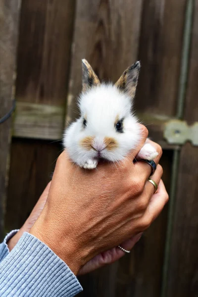 Carino Baby Bunny Nella Mano Una Donna — Foto Stock