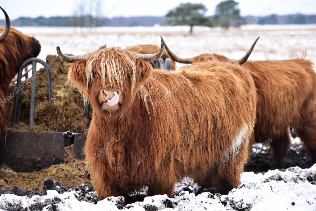 Scottish highlanders at a feeding place in a natural winter landscape 