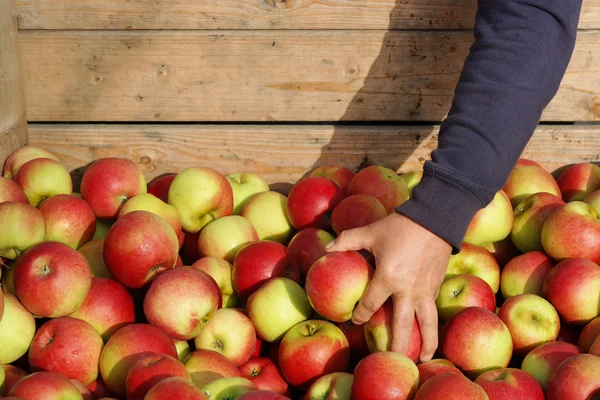 Apple harvest — Stock fotografie