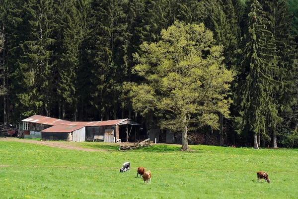 Weidewirtschaft — Stockfoto