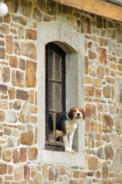 köpek penceresinde