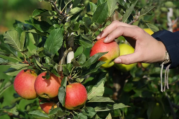 Apple harvest — Stock fotografie