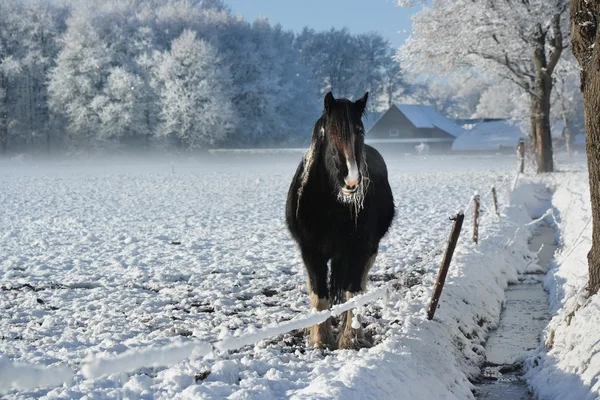 Koně v zimě — Stock fotografie