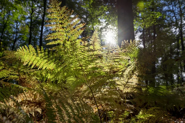 Luce del sole nella foresta profonda — Foto Stock
