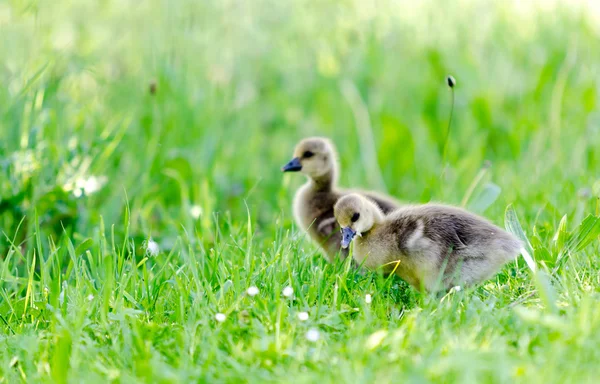 Two young ducklings — Stock Photo, Image