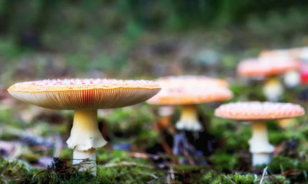 Fungo Amanita nella foresta — Foto Stock