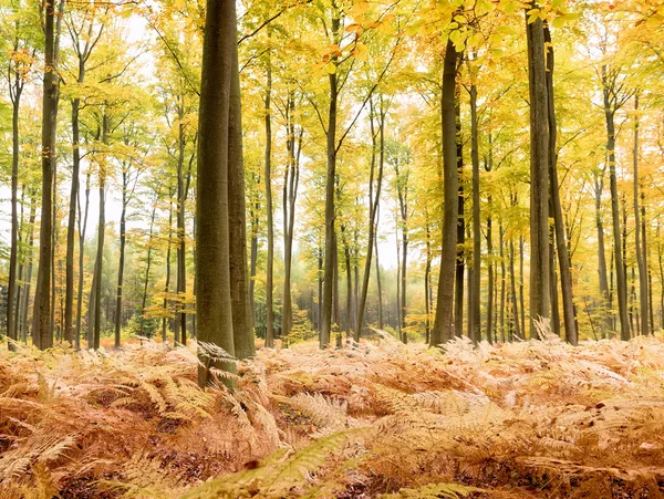Bosque en temporada de otoño — Foto de Stock