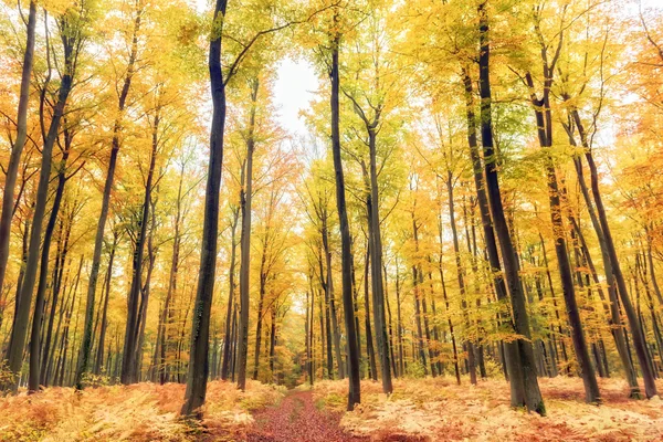 Bosque en temporada de otoño — Foto de Stock