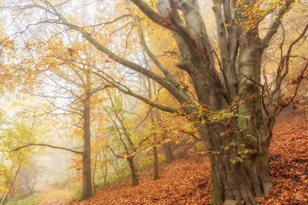 Old beech tree — Stock Photo, Image