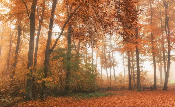 Automnal ліс кольори — стокове фото