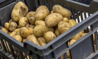 Bir sepet taze patates.