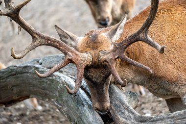 Sonbahar ormanlarında yol, arka planda güneş.