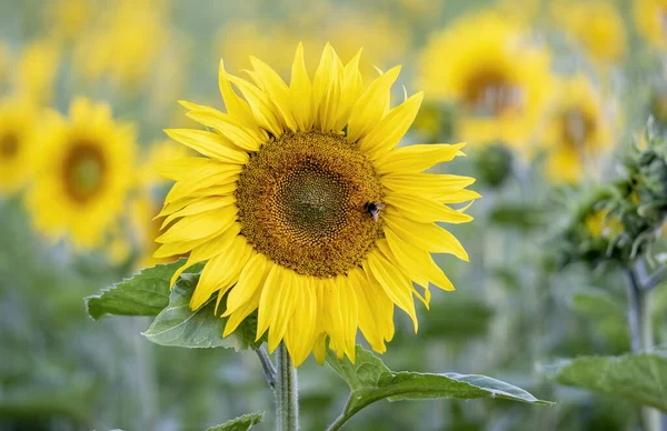 Tournesol Dans Champ — Photo