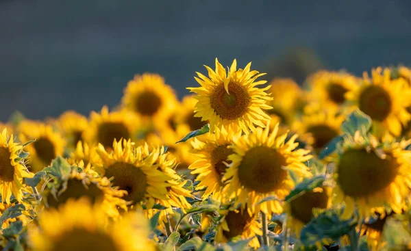 Fält Solrosor Sommaren — Stockfoto