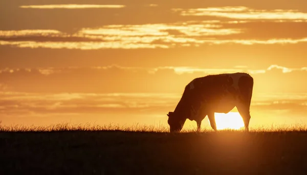 Koeien Grazen Ondergaande Zon — Stockfoto