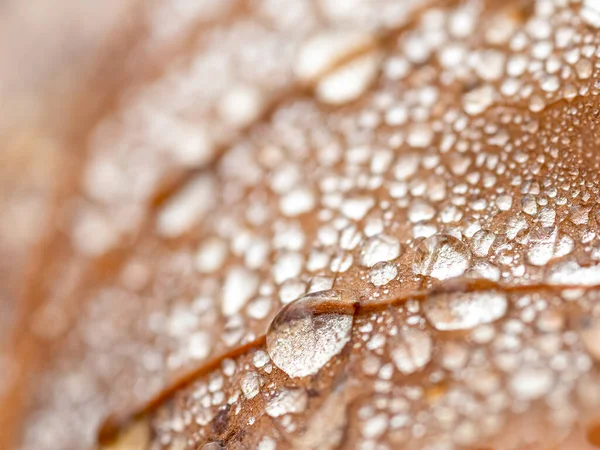 Abgestorbenes Blatt Herbst Mit Regentropfen Bedeckt — Stockfoto