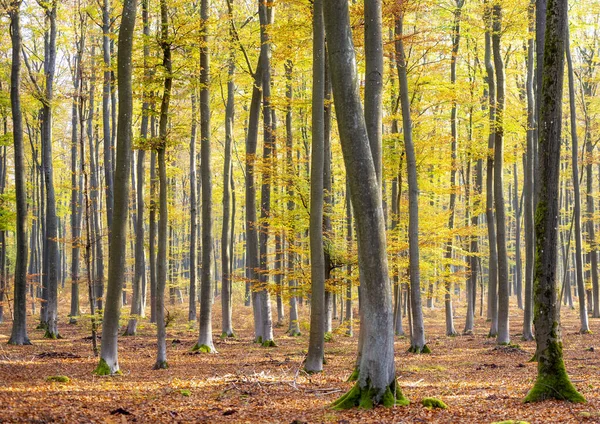 美丽的阳光在秋天的森林里 — 图库照片