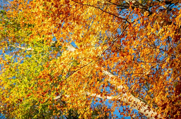 Follaje Coloreado Caída Vibrante Bosque —  Fotos de Stock