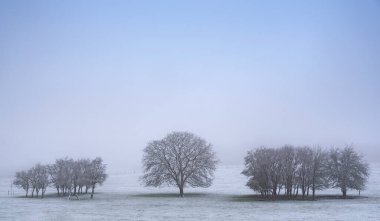 Kış, manzara, kardaki ağaçlar.