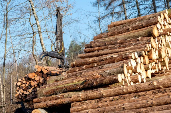 Pile Troncs Arbres Fraîchement Coupés — Photo