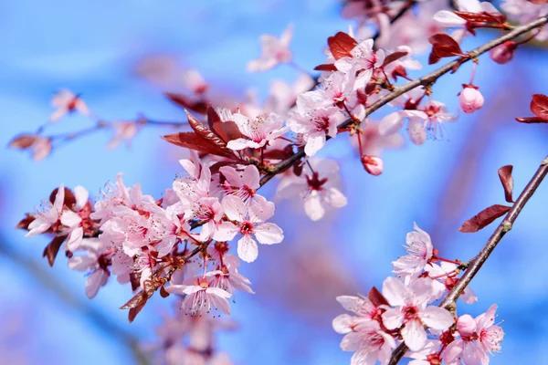 Ciruela de cereza — Foto de Stock