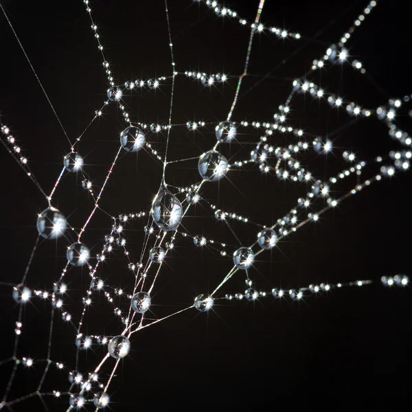 SpiderWeb — Stockfoto