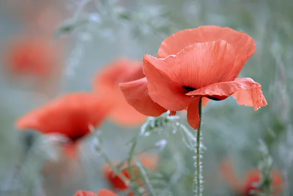 Amapolas — Foto de Stock