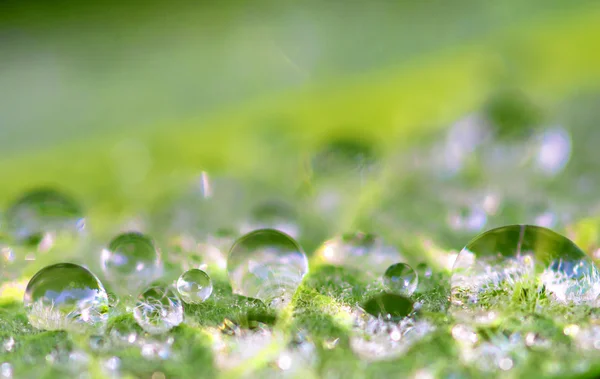 Gota de lluvia — Foto de Stock