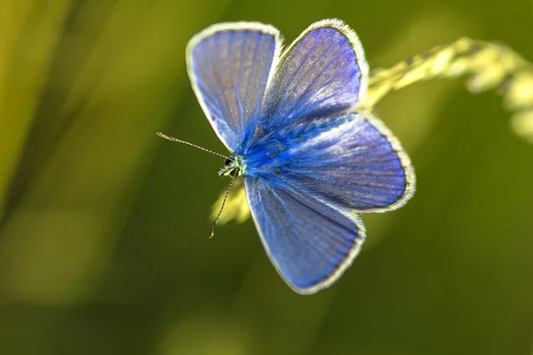 Borboleta azul — Fotografia de Stock