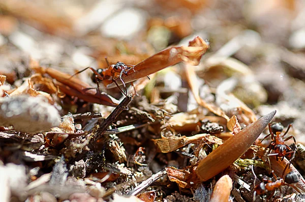 Ant op het werk — Stockfoto