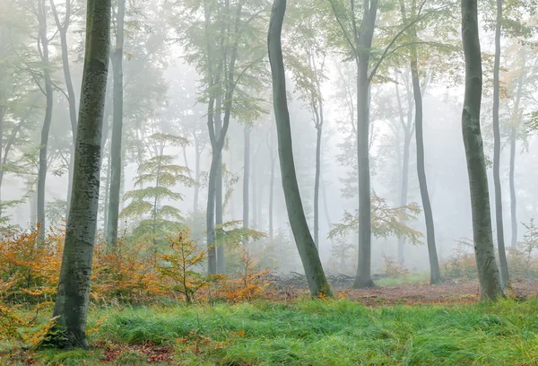 Bosque brumoso — Foto de Stock