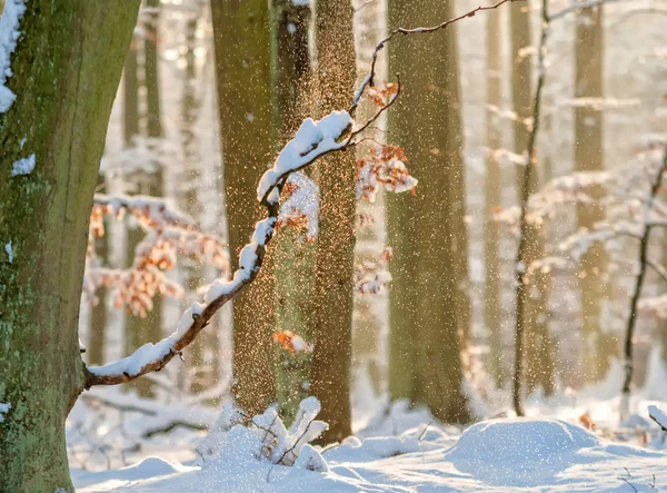 Forêt enneigée — Photo