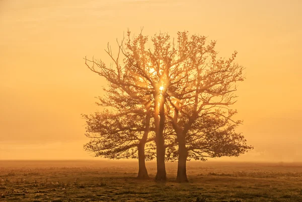 Üç Ağaç — Stok fotoğraf