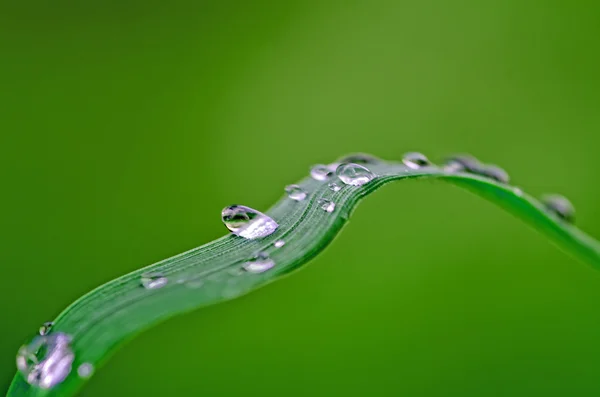 Regentropfen — Stockfoto