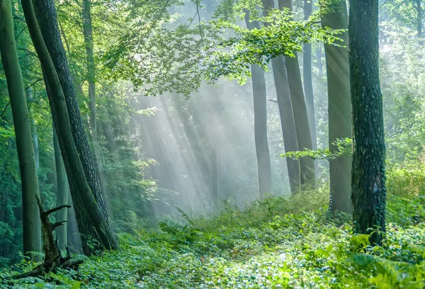 Bosque brumoso — Foto de Stock